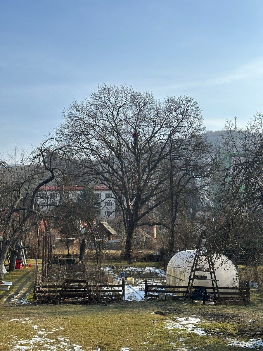 Výrub rizikových stromov - 5