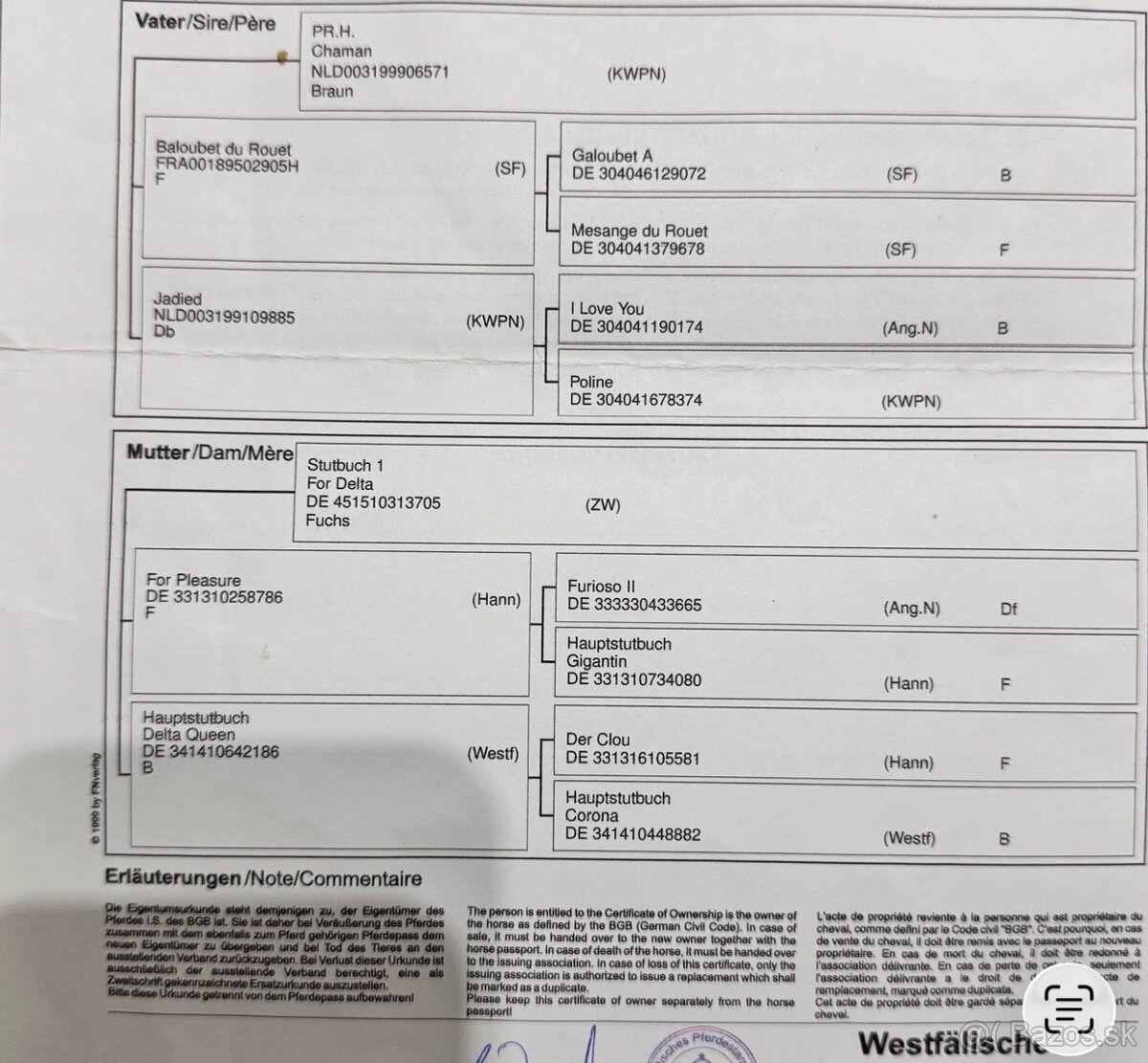 Prodám westfalskou kobylu s top původem - 5