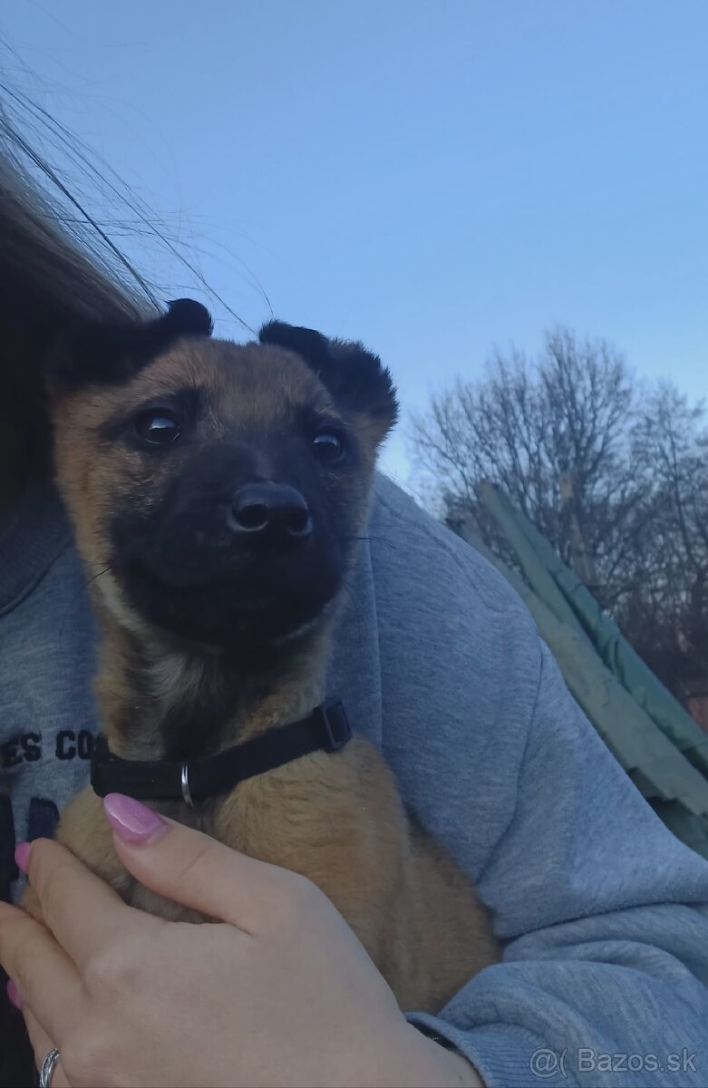 Belgický ovčiak malinois - 5