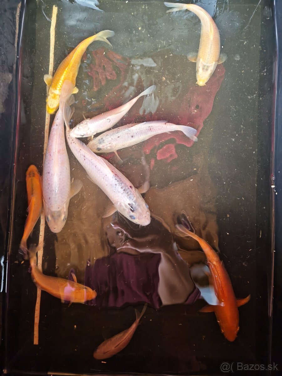 Kapre, koi kapor - 5