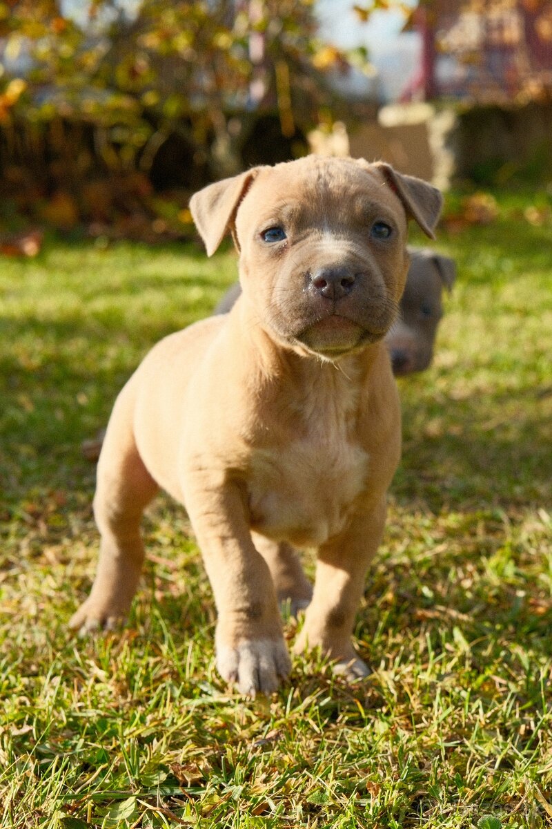 Americký stafordšírsky teriér - 5