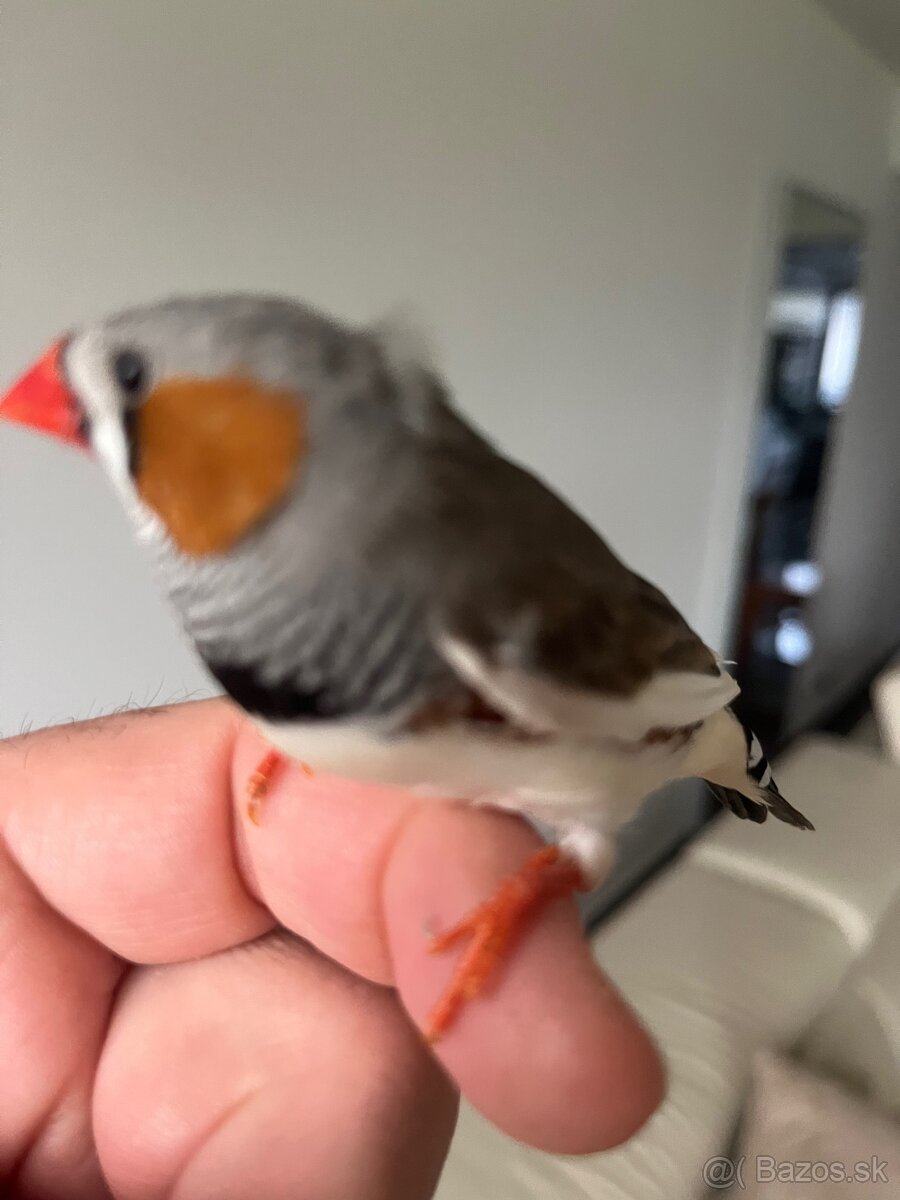 Zebrička austrálska - 5