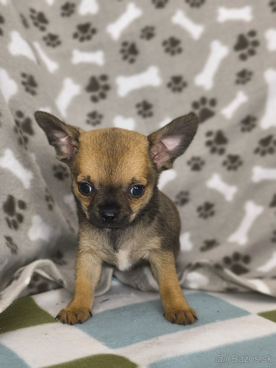 Čivavy na predaj - 5