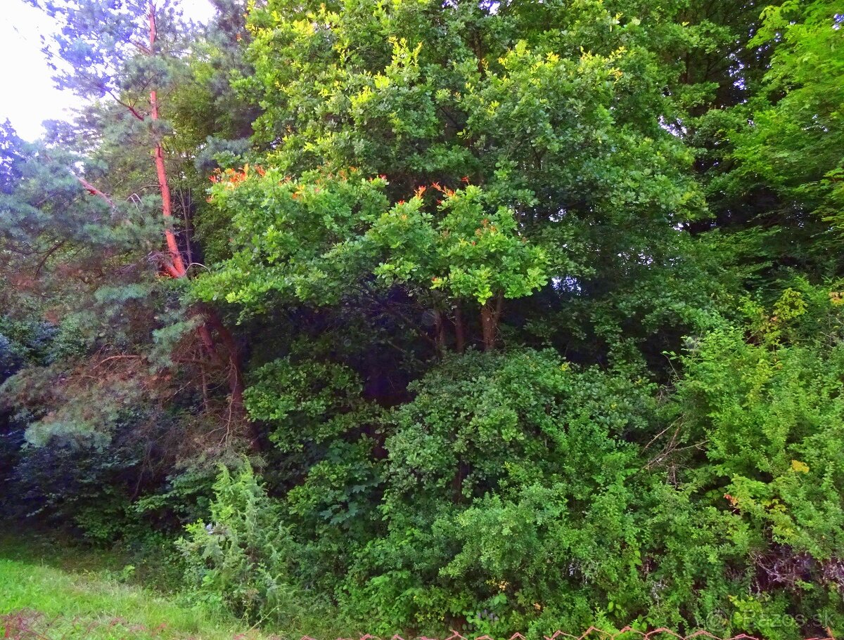 Predaj - lesy, k.ú. Vagrinec - 5