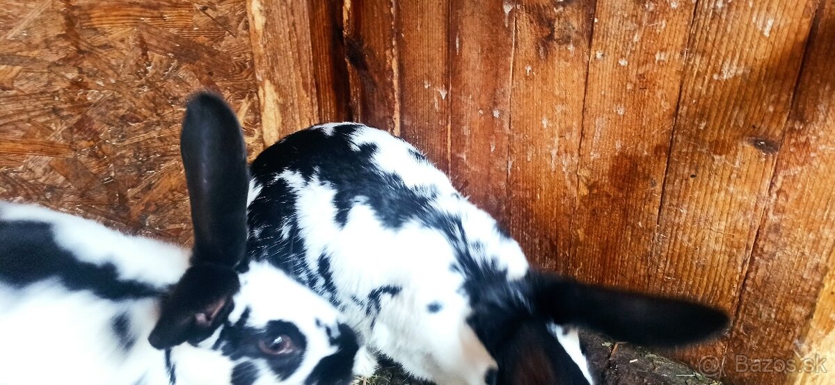 Predám králiky - 5