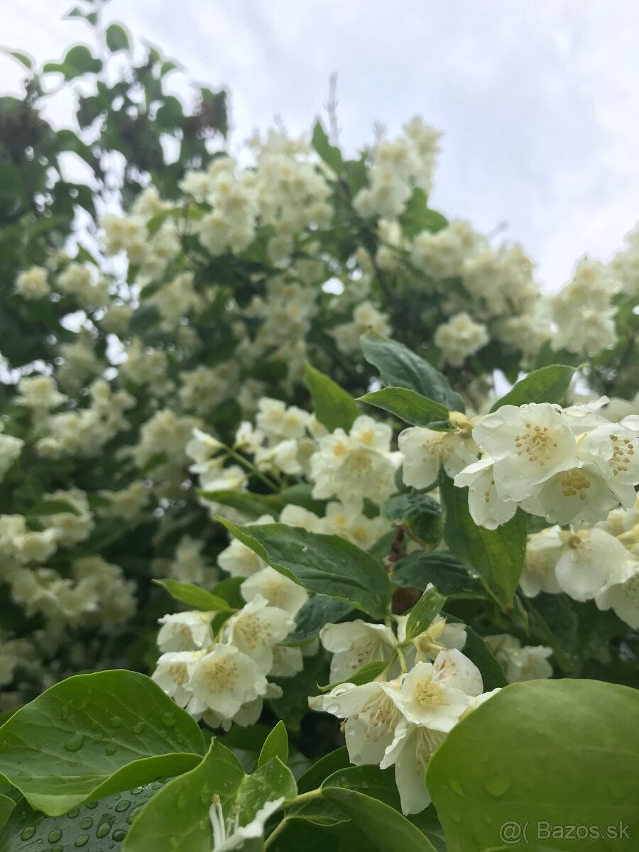 Predám JAZMÍN a PAJAZMÍN - 5