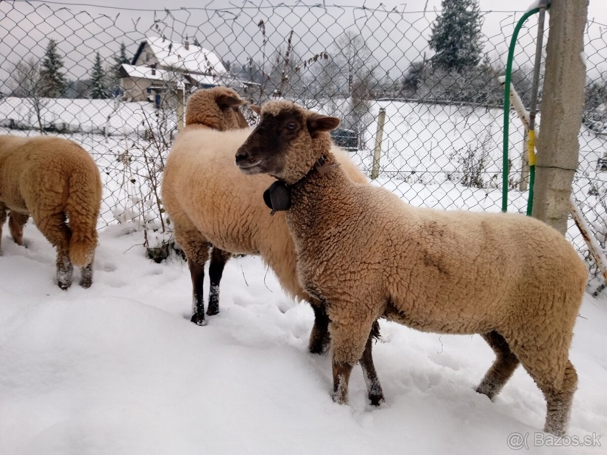 Predám dve mladé ovečky. - 5