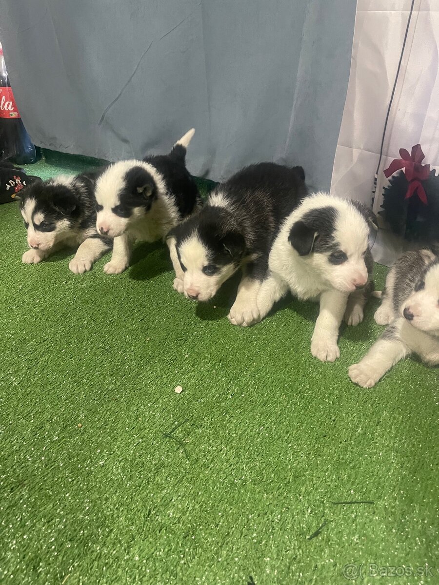 Šteniatka Husky - 5