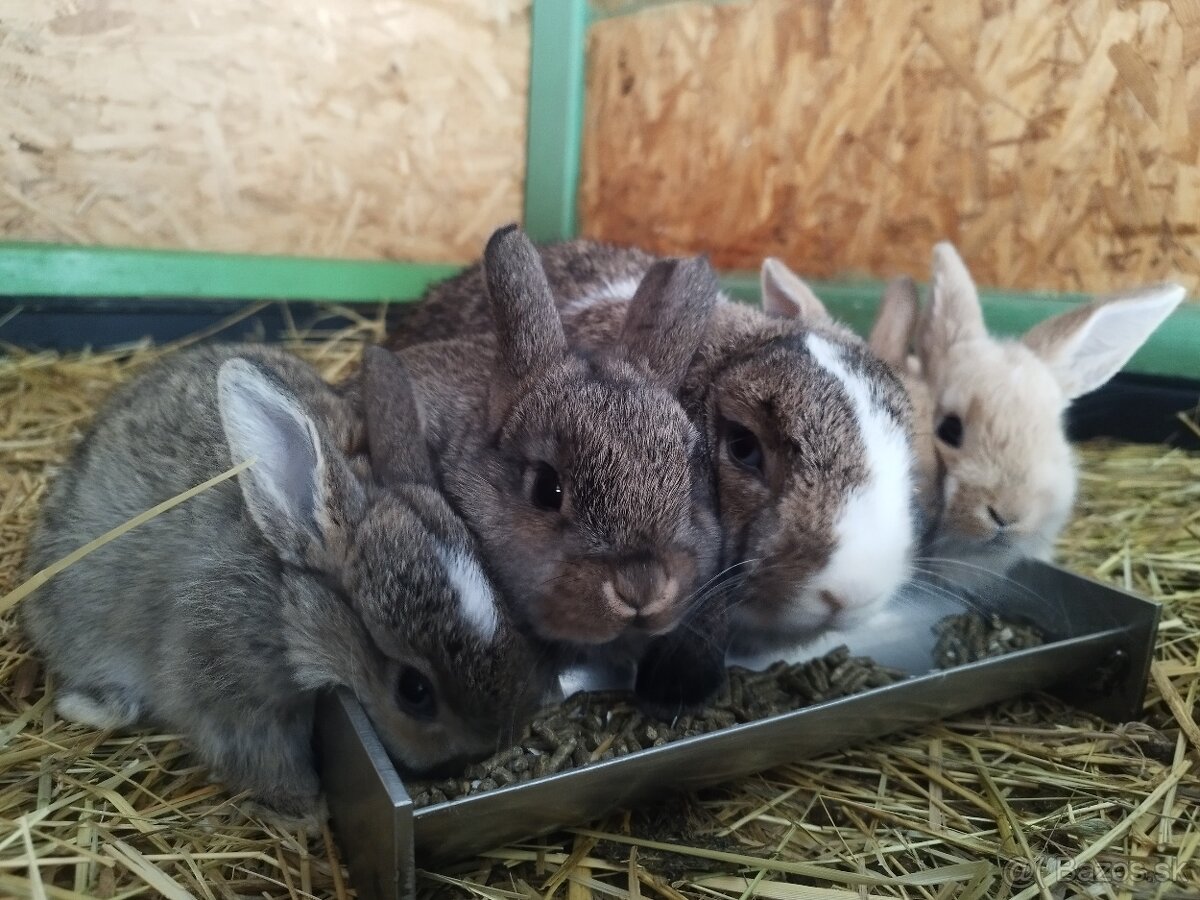 Minilop zakrsly baranček - 5