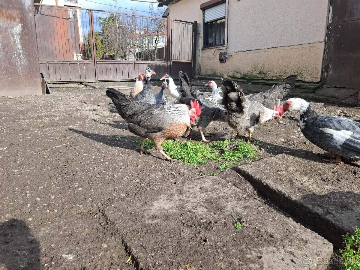 Násadove vajička-Vlaška Strieborná - 5