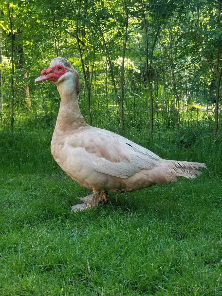 Kačica pižmová - 5