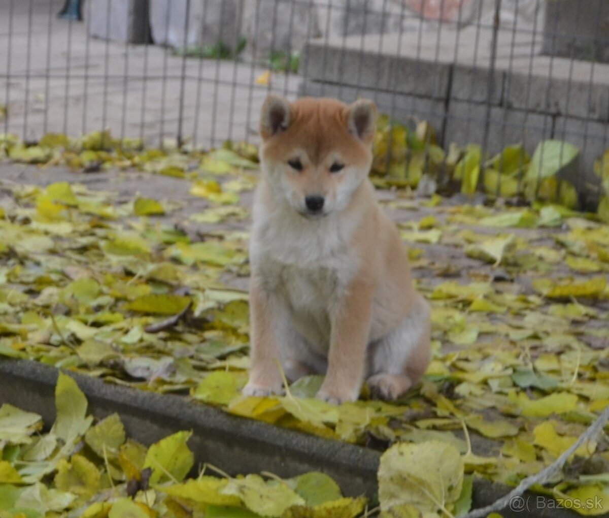 Shiba inu s PP /FCI / - 5