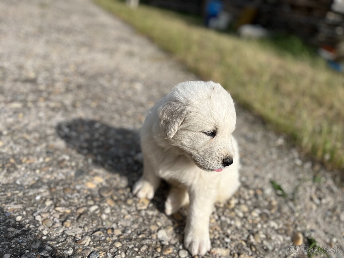 Predám šteniatka slovenského čuvača bez PP - 5