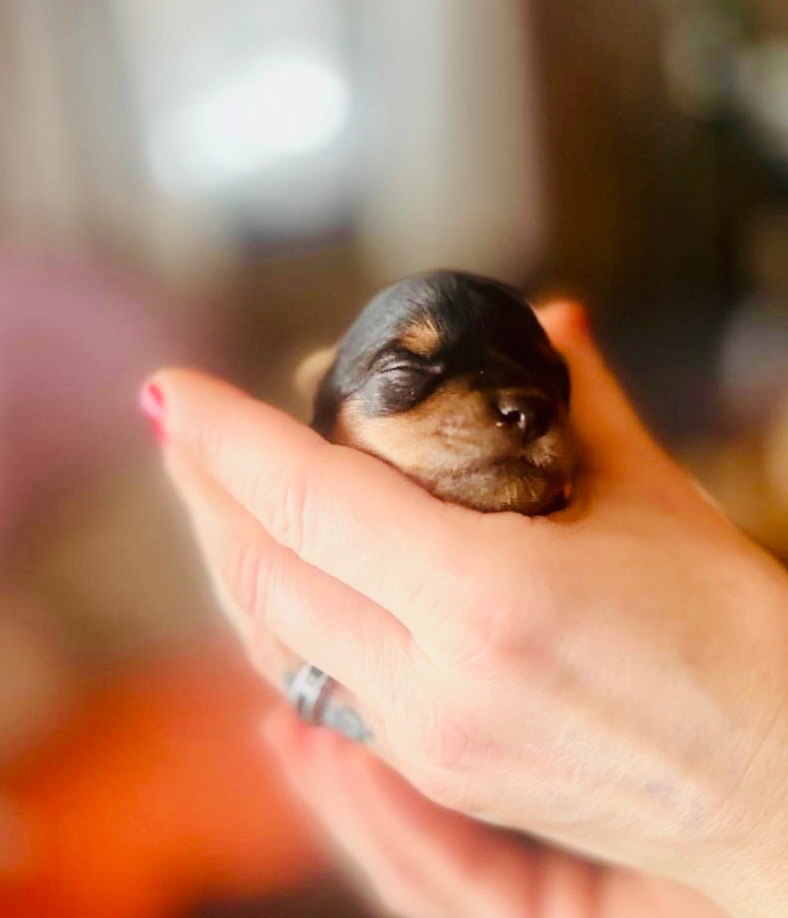 Yorkshire terrier s PP - 5