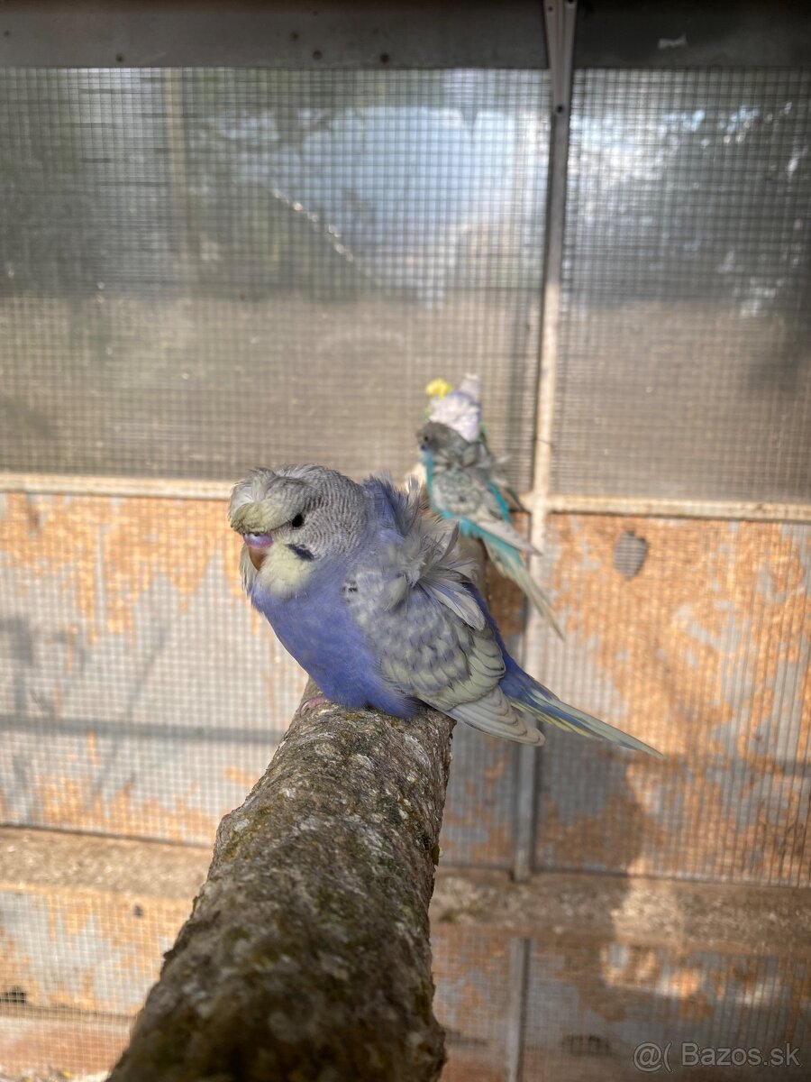 Hagoromo andulky - 5