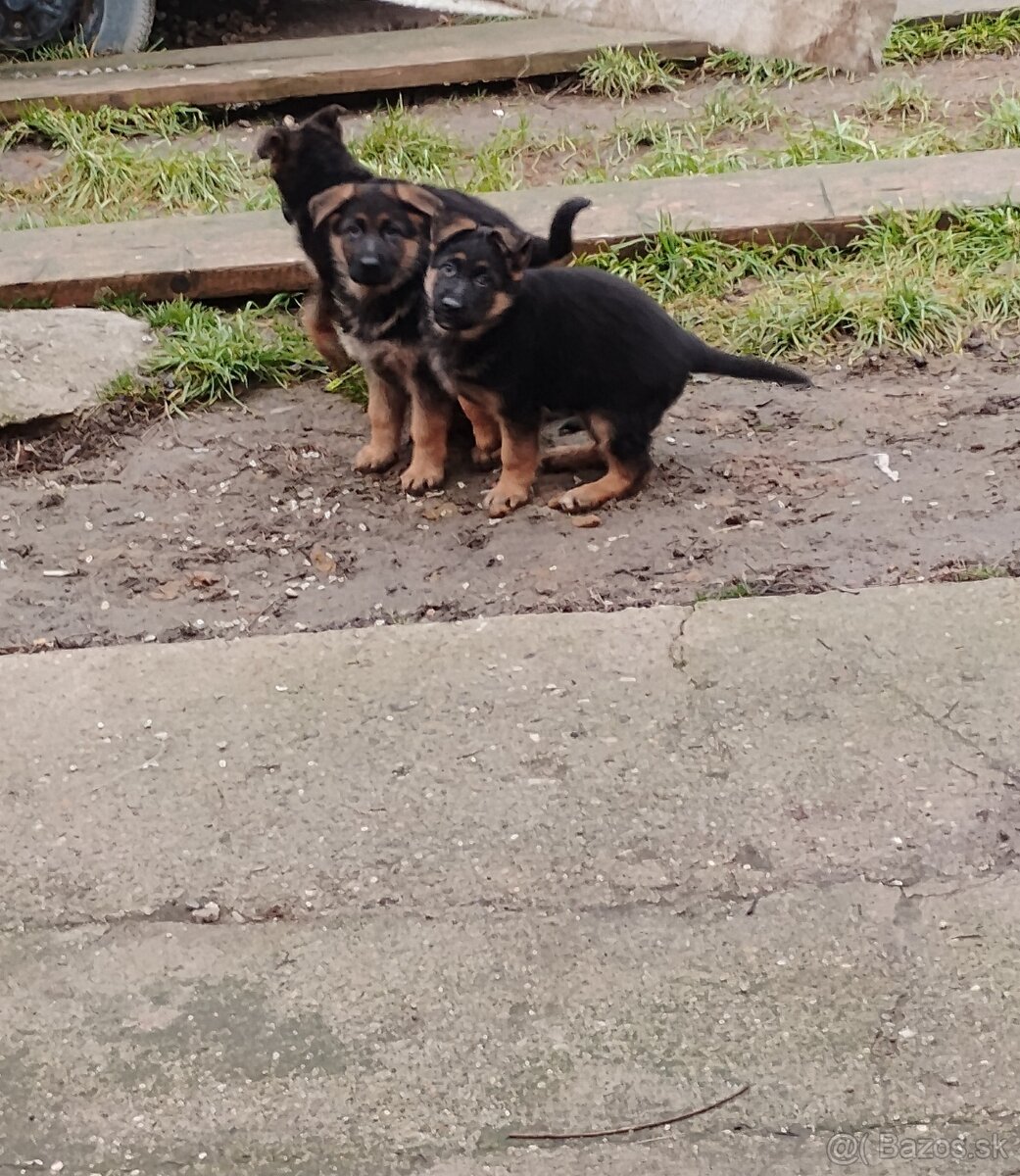 Nemecký ovčiak šteniatka - 5