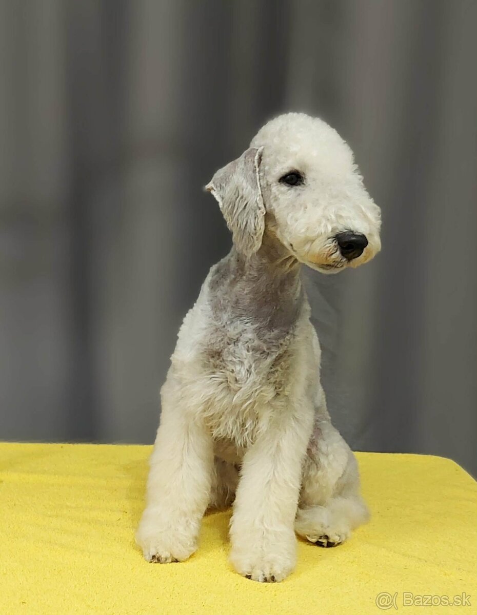 Bedlington teriér - 5