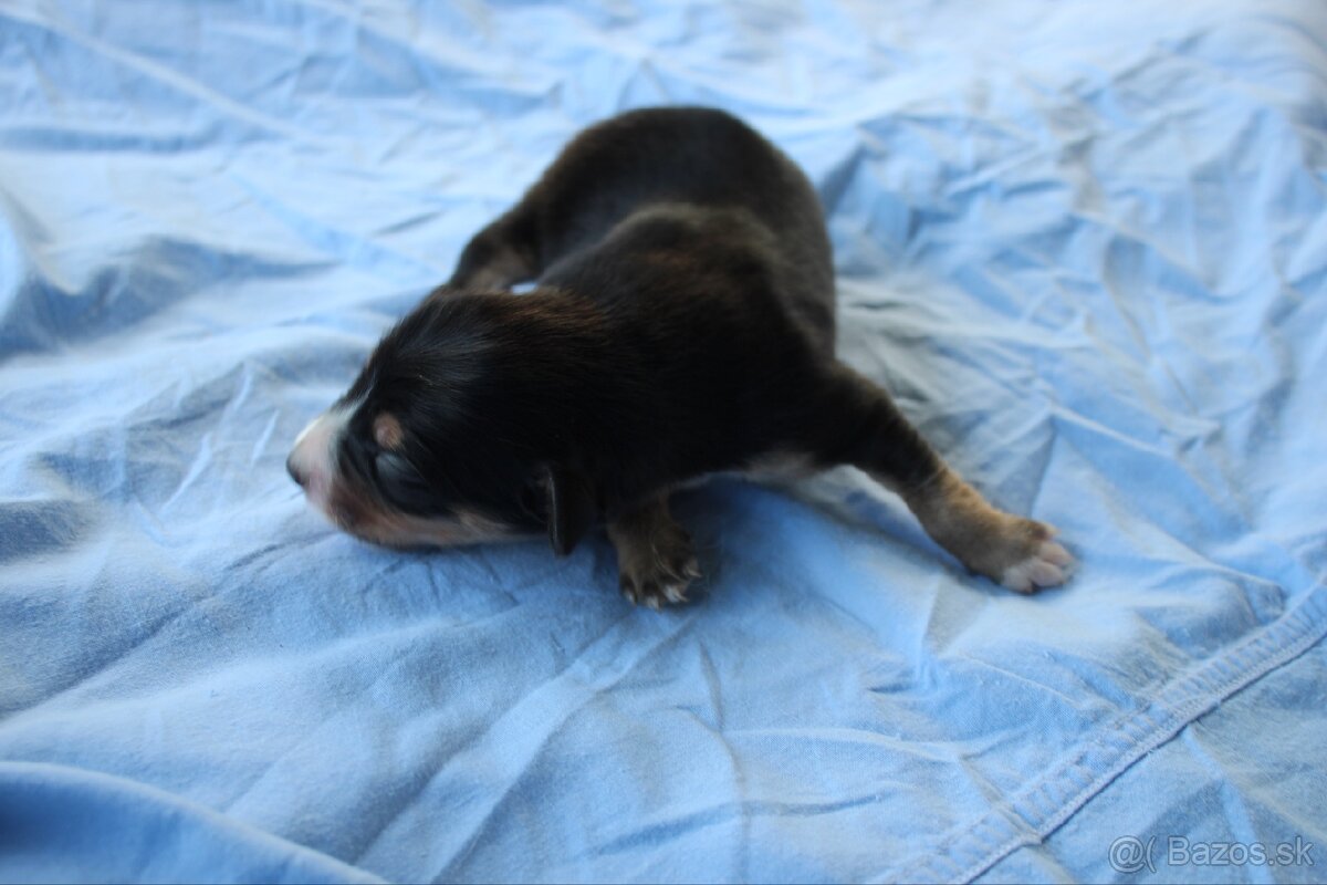 Ponúkam šteniatka - 5