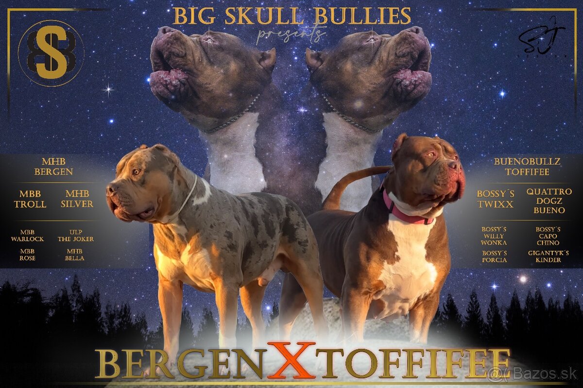 American Bully XL - 5