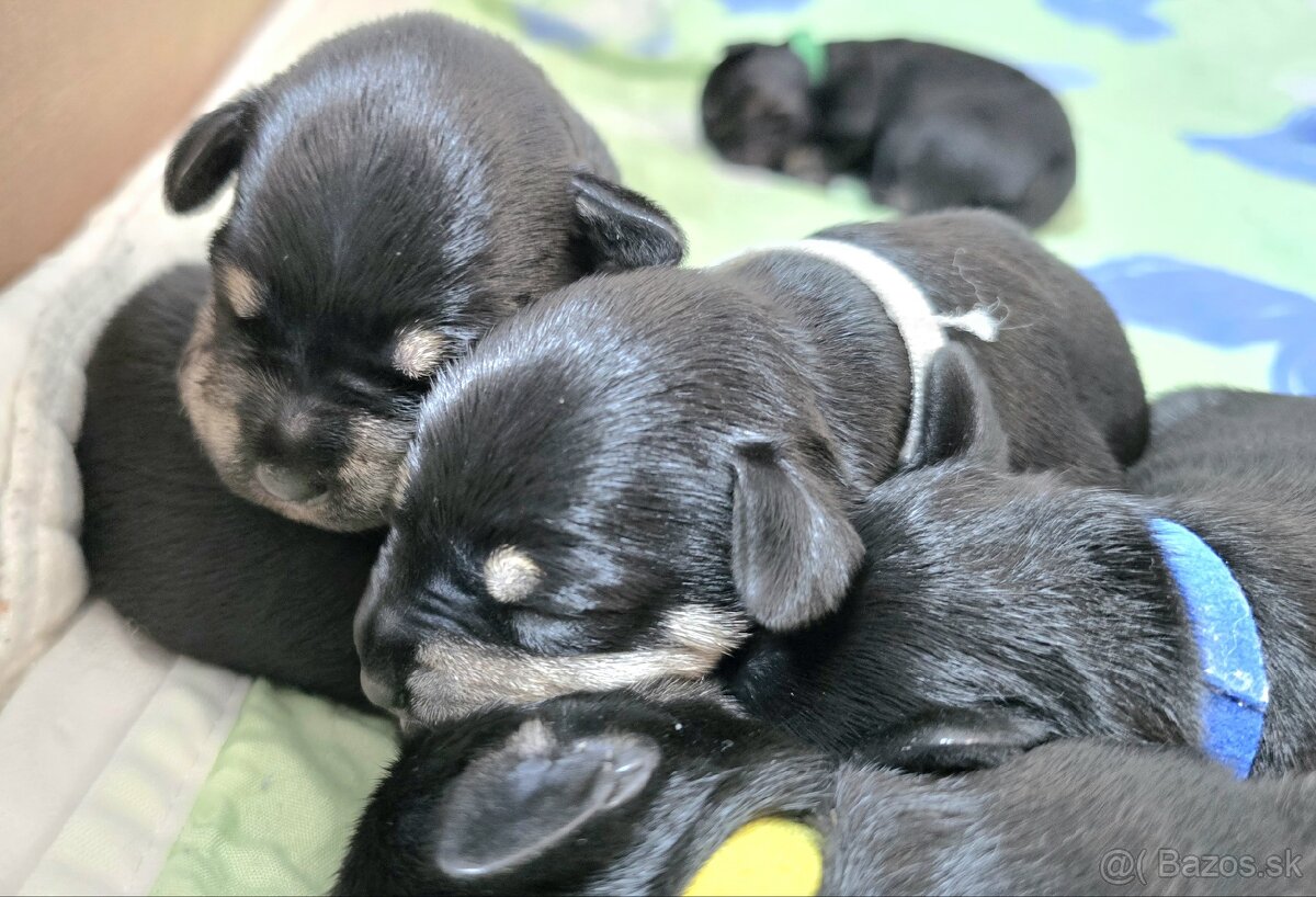 Malý čiernostrieborný bradáč - 5