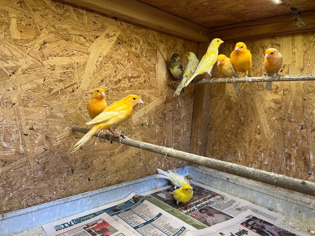Kanárik - 5