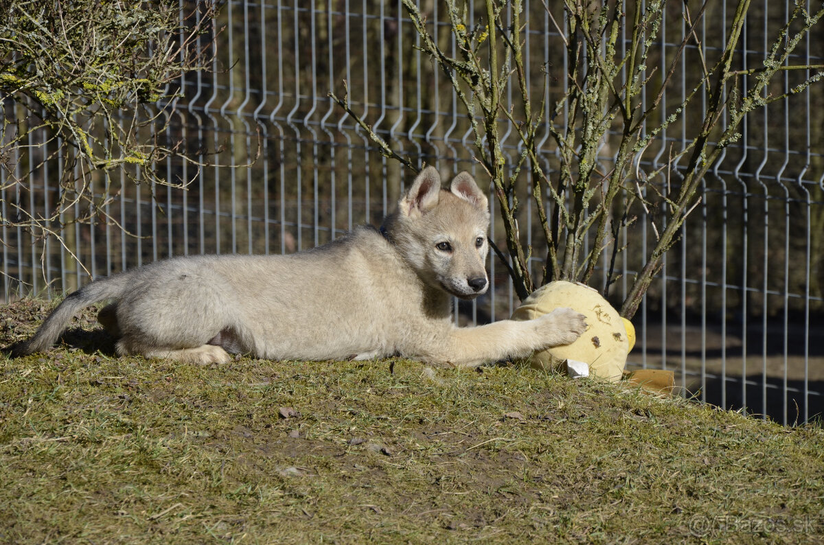Československý vlčiak/vlčák štěňata s PP - 5
