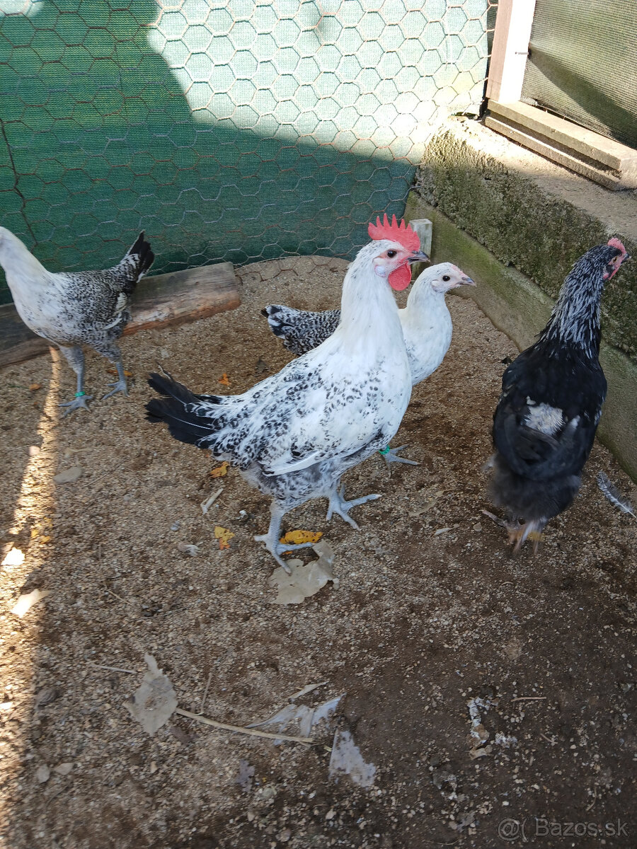 Predaj kohútov - 5