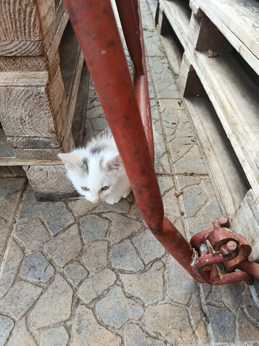 Dobrí den darujem mačatka - 5