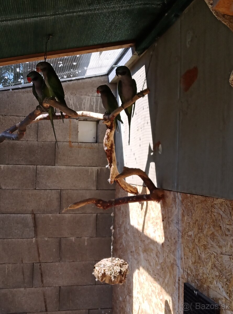 Alexander čínsky - 5