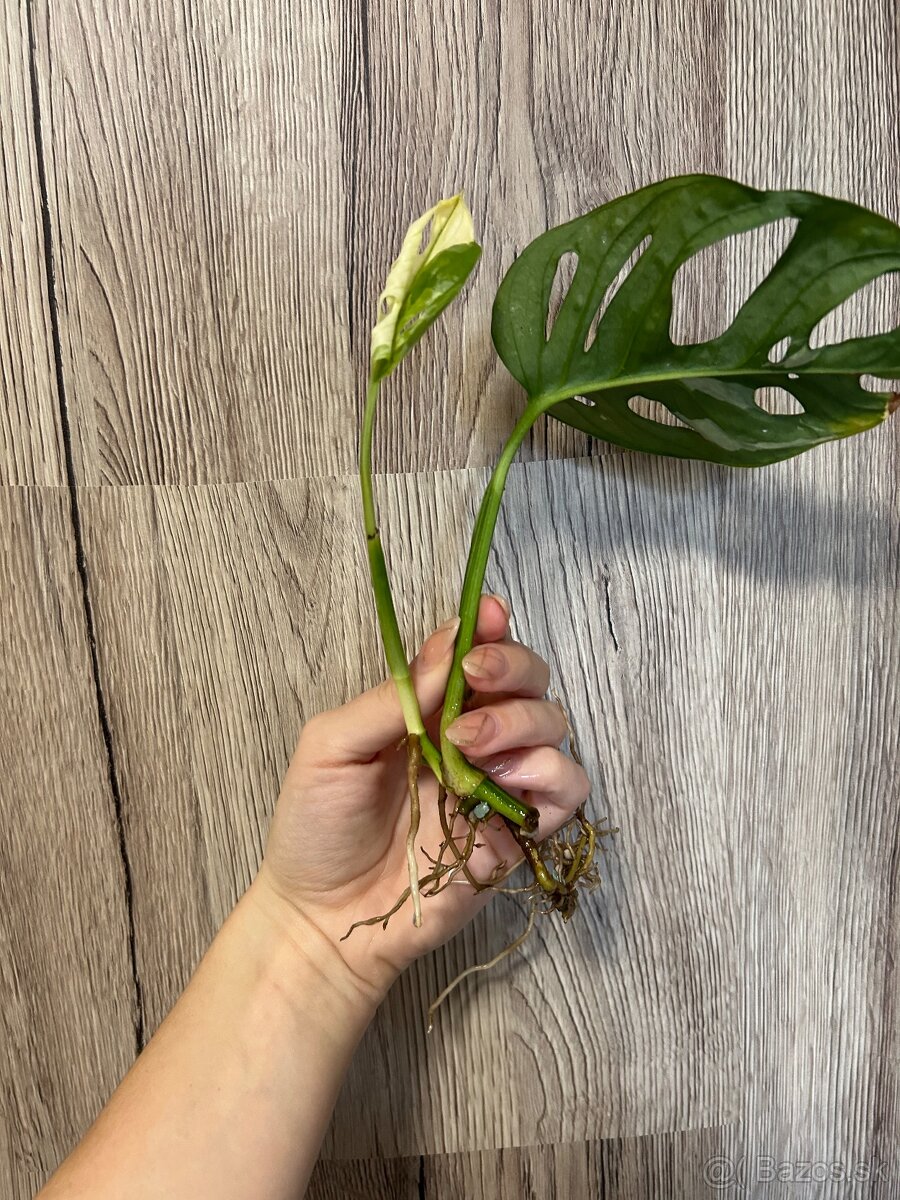 Monstera adansonii albo - 5