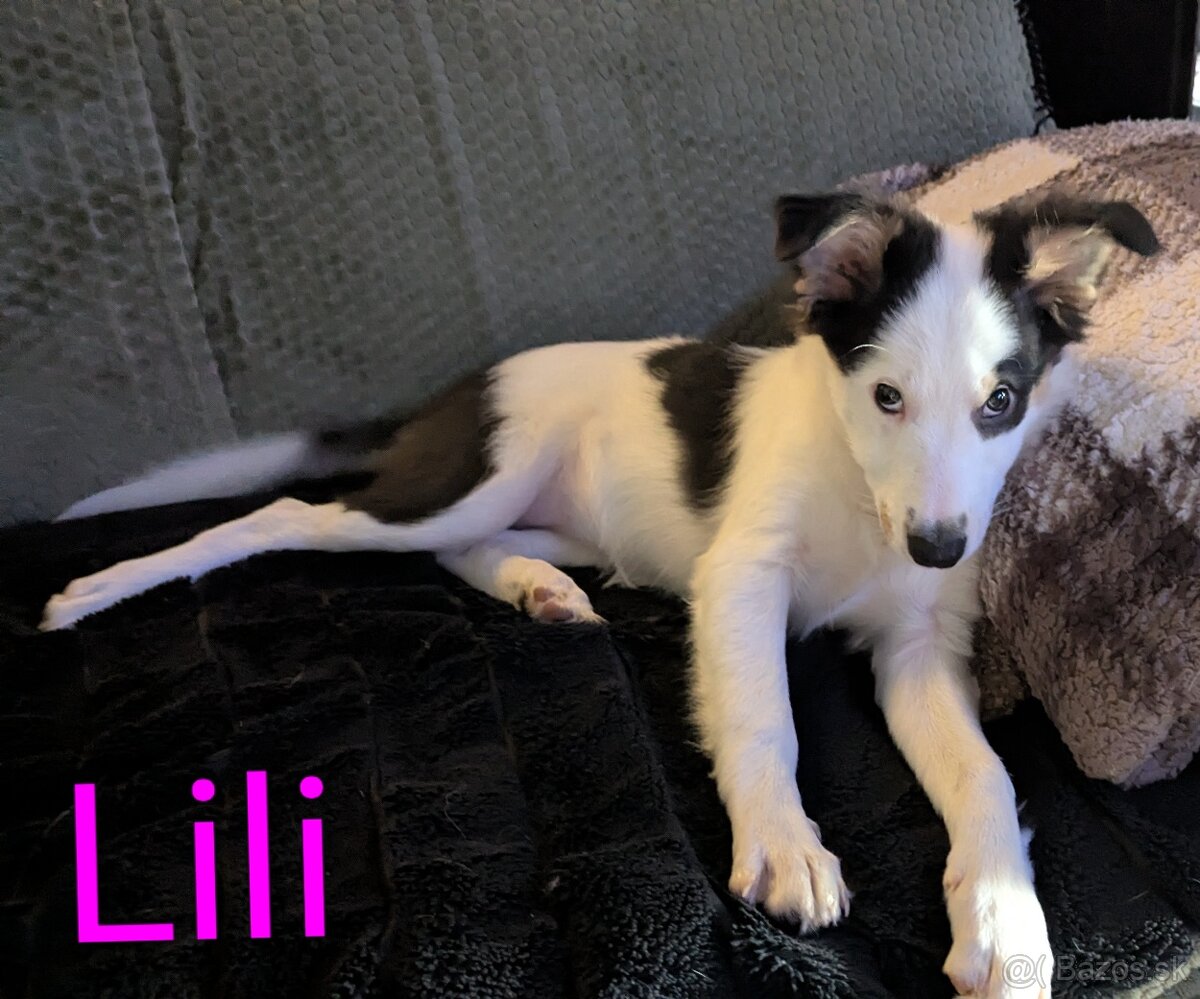 Border kolia tricolor - 5