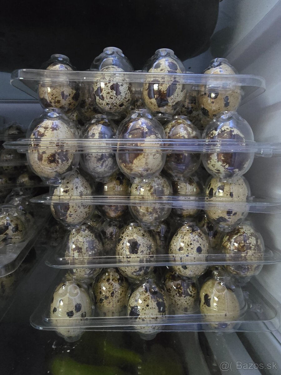 Prepelice, prepeličky - 5