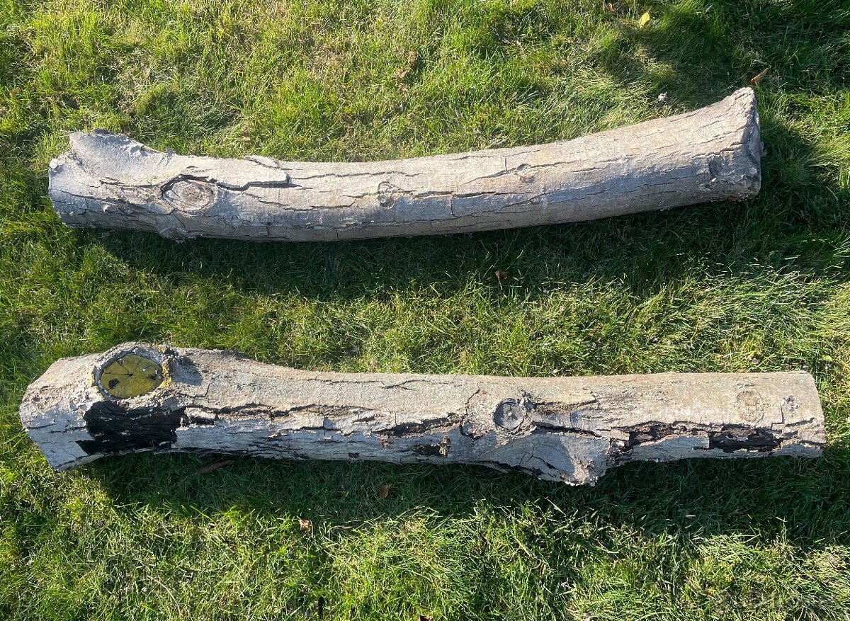 Orechové drevo - 3 ks (kmene) - 5