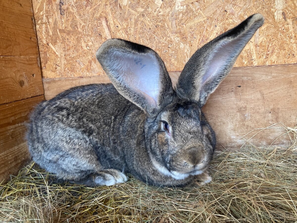 Zajace,kraliky,belgicky obor - 5