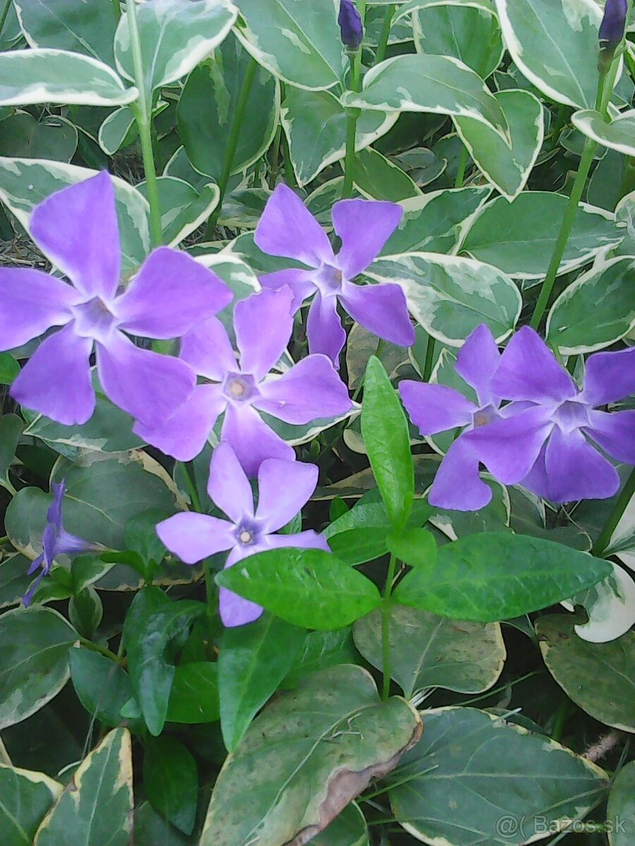 zimozelen panasovana - 5