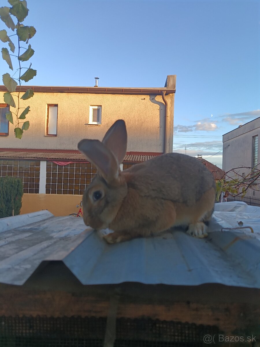 Predáme kraliky - 5