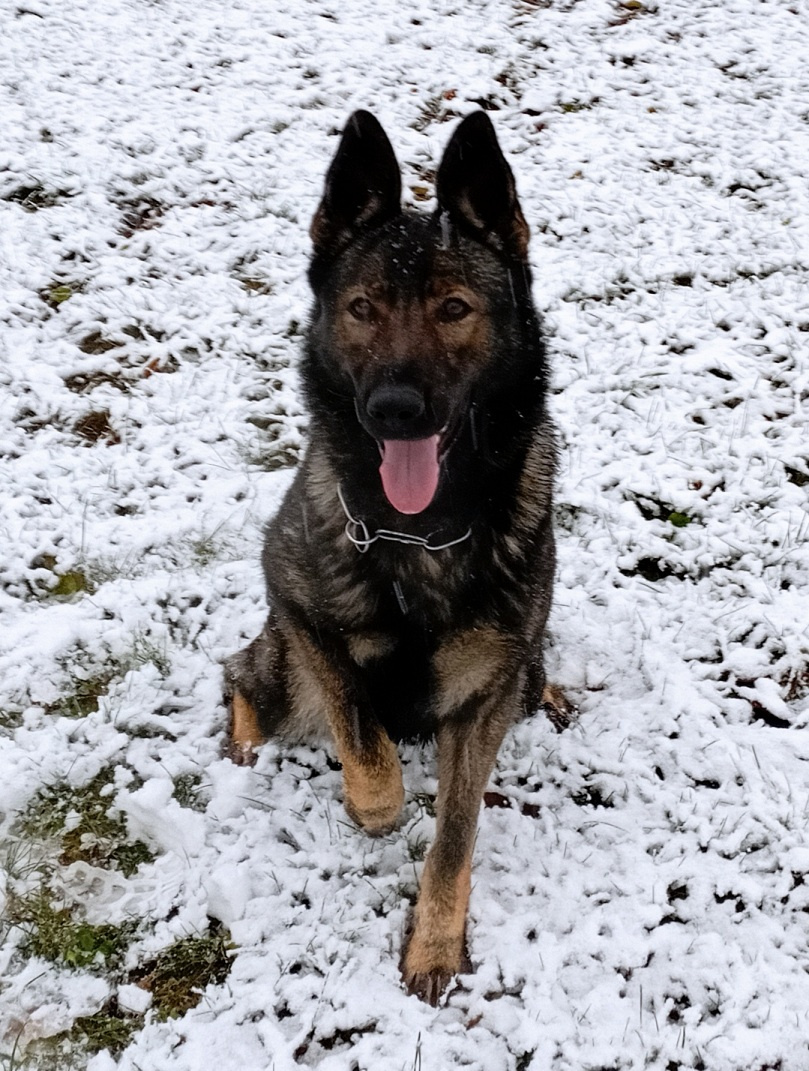 Nemecký ovčiak - šteniatka s PP - 5