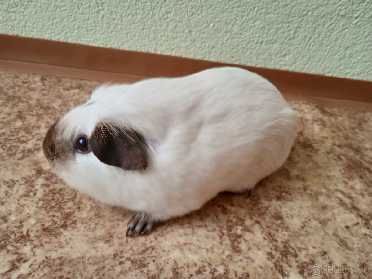 Predám morčatá, samec mesačný, samice ročné - 5