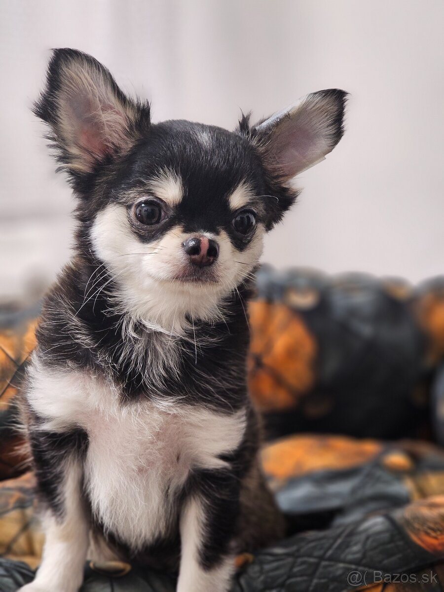 Civava dlhosrstá s PP rodokmen - 5