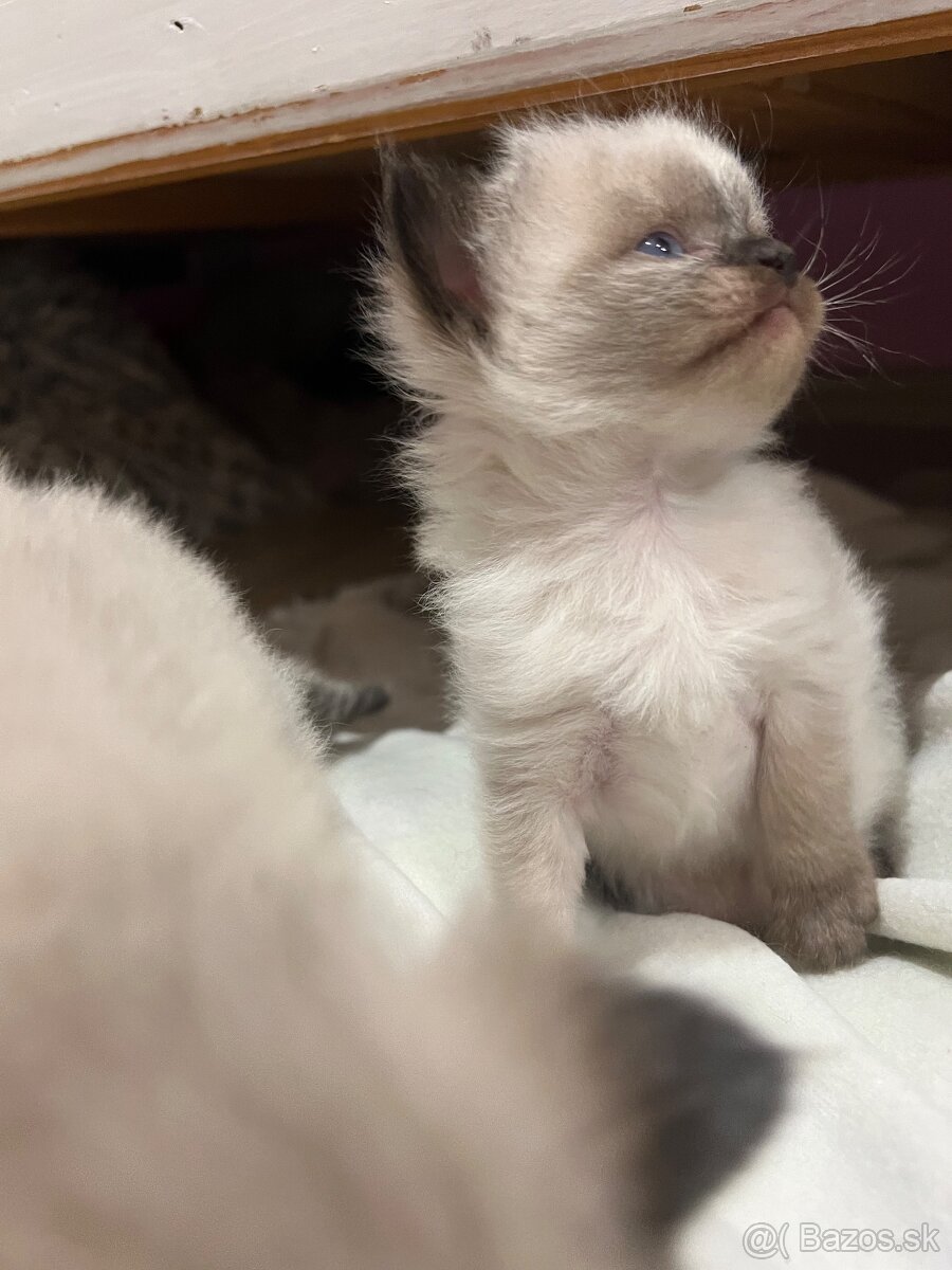 Mačiatka Ragdoll bez PP - 5