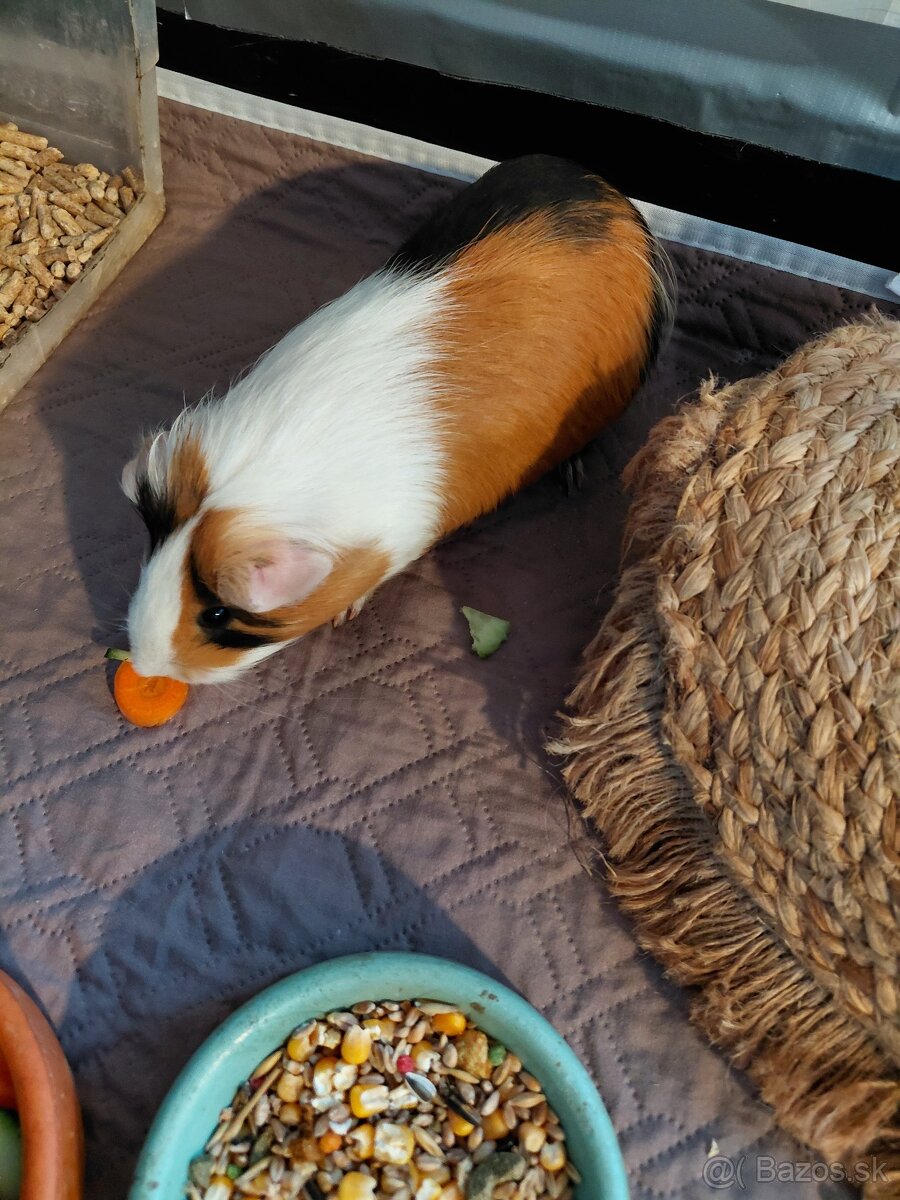 Morčatá aj s príslušenstvom - 5