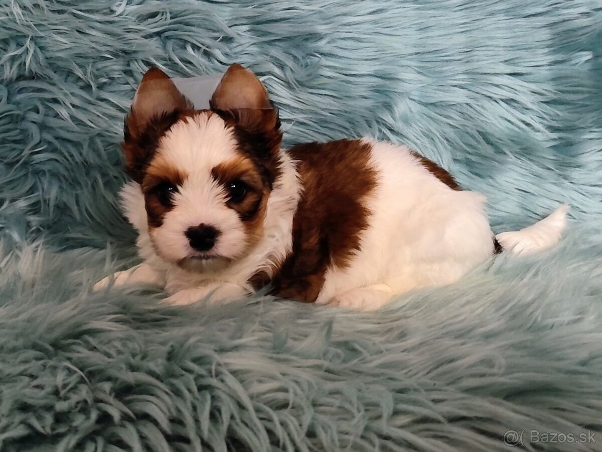 Yorkshire teriér, Biewer, Biro, Yorkshire teriér s PP - 5