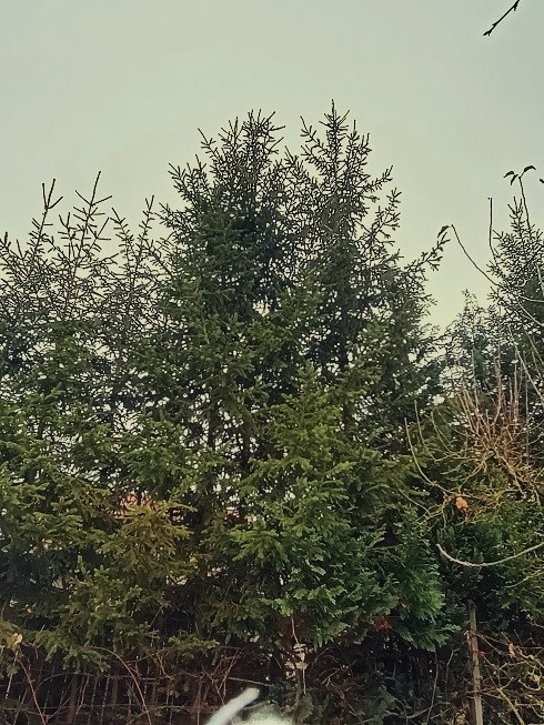 Vianočný stromček - smrek. - 5