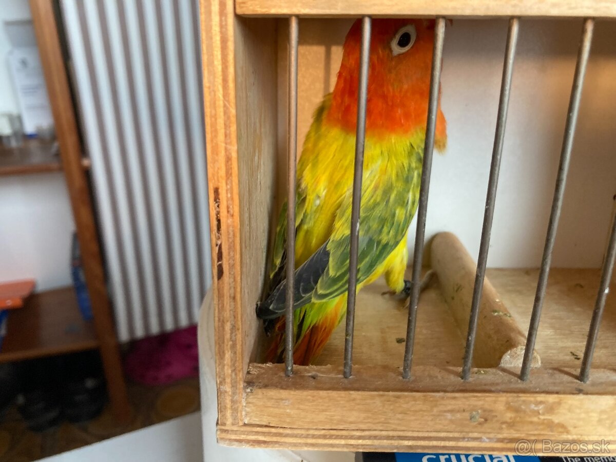 agapornis fischeri - 5