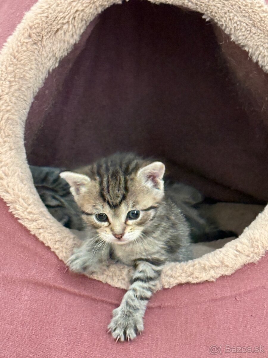 Darujem kocurika - 5