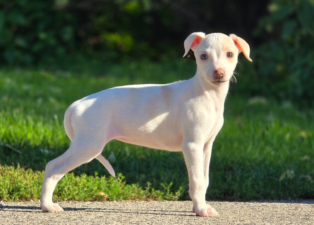 Vipet, Whippet s PP - 5