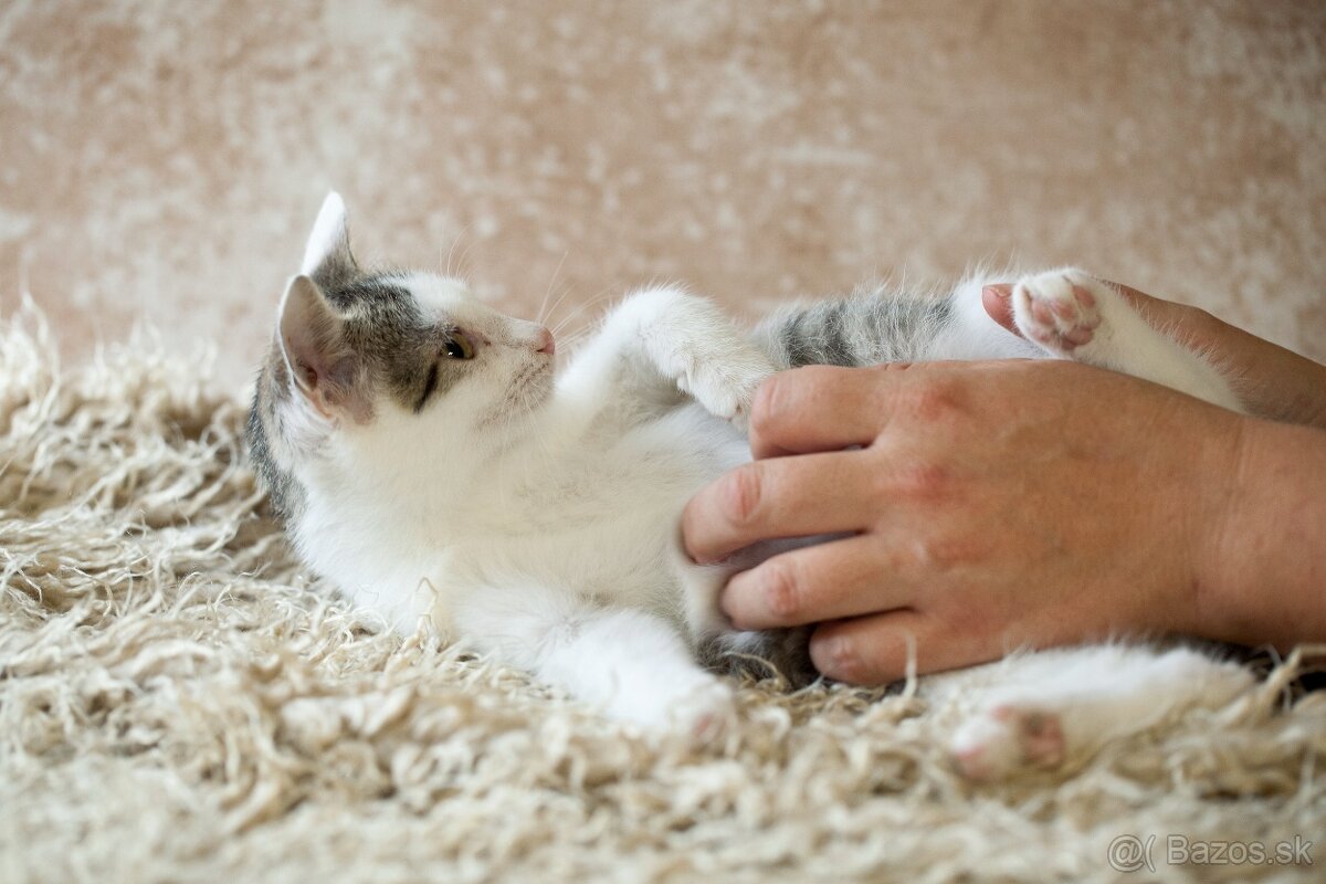 ❤ Barney - milučký, zlatý, nekonečne hravý - 5