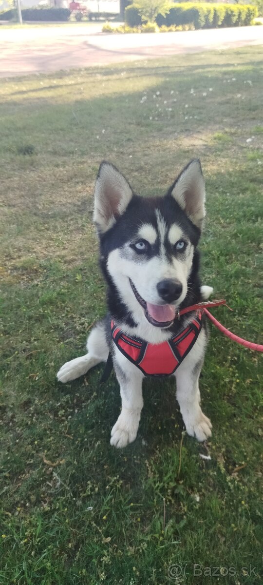 Sibírsky husky - 5