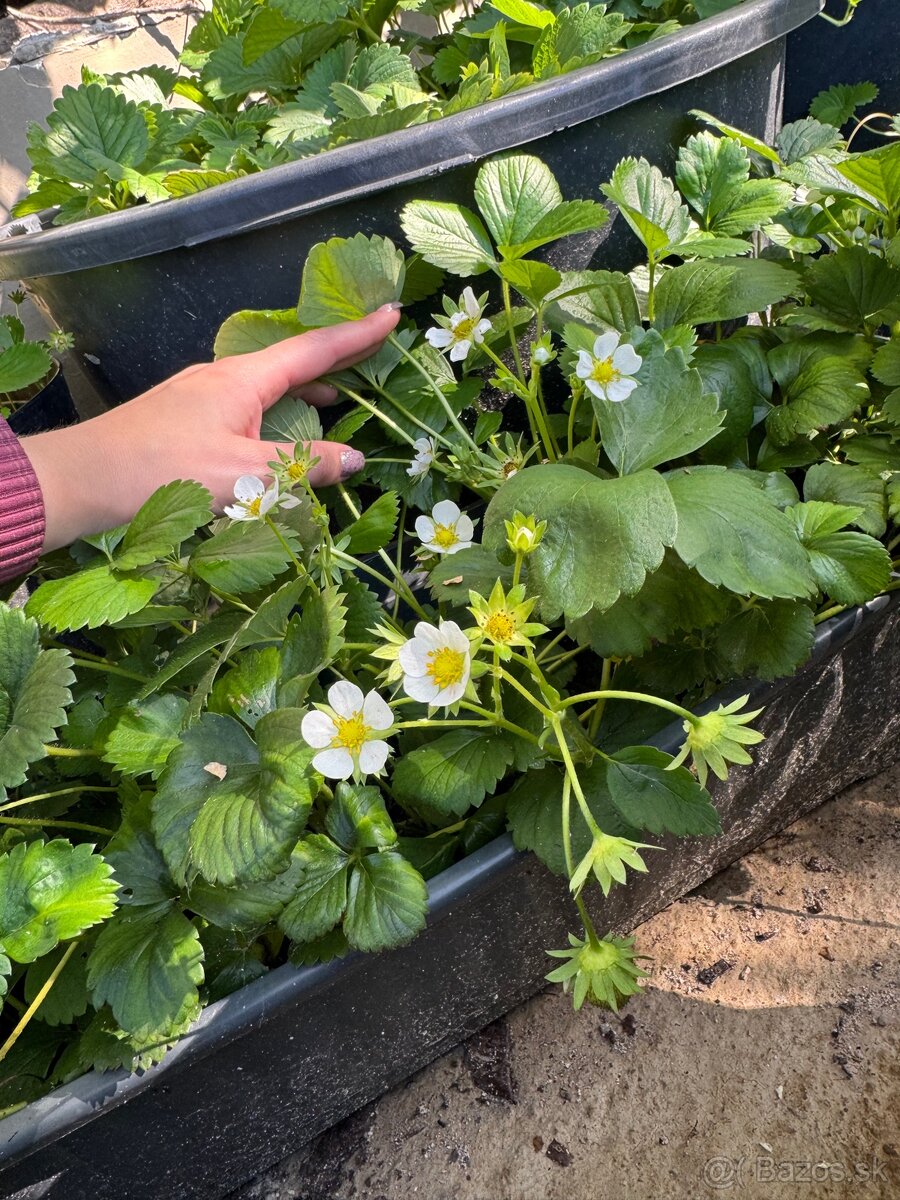 Sadenice mara de bois - ťahavé vysiace jahody - 5