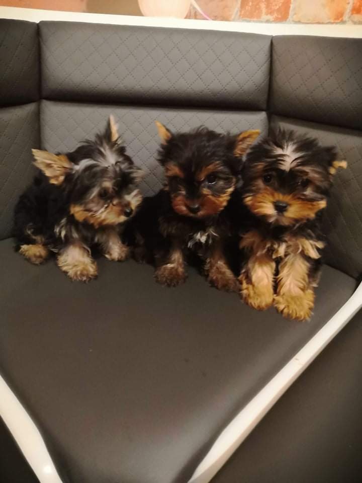 Yorkshirsky teriér Yorkshir - 5